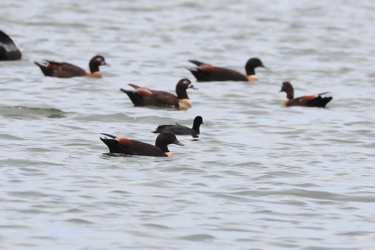 Australian Shelduck - ML638581049