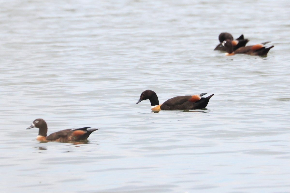 Australian Shelduck - ML638581050
