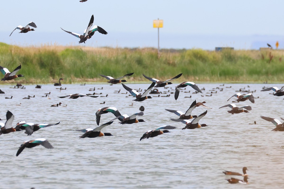 Australian Shelduck - ML638581051