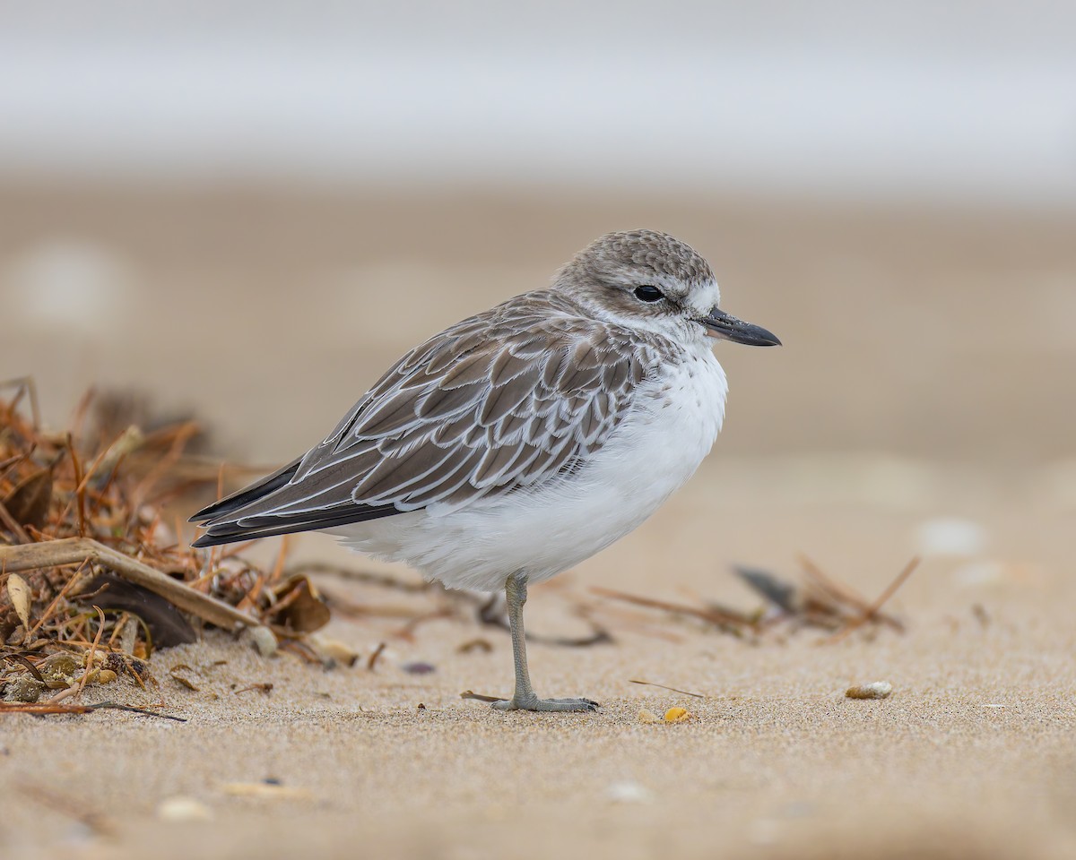 Red-breasted Dotterel - ML638581066