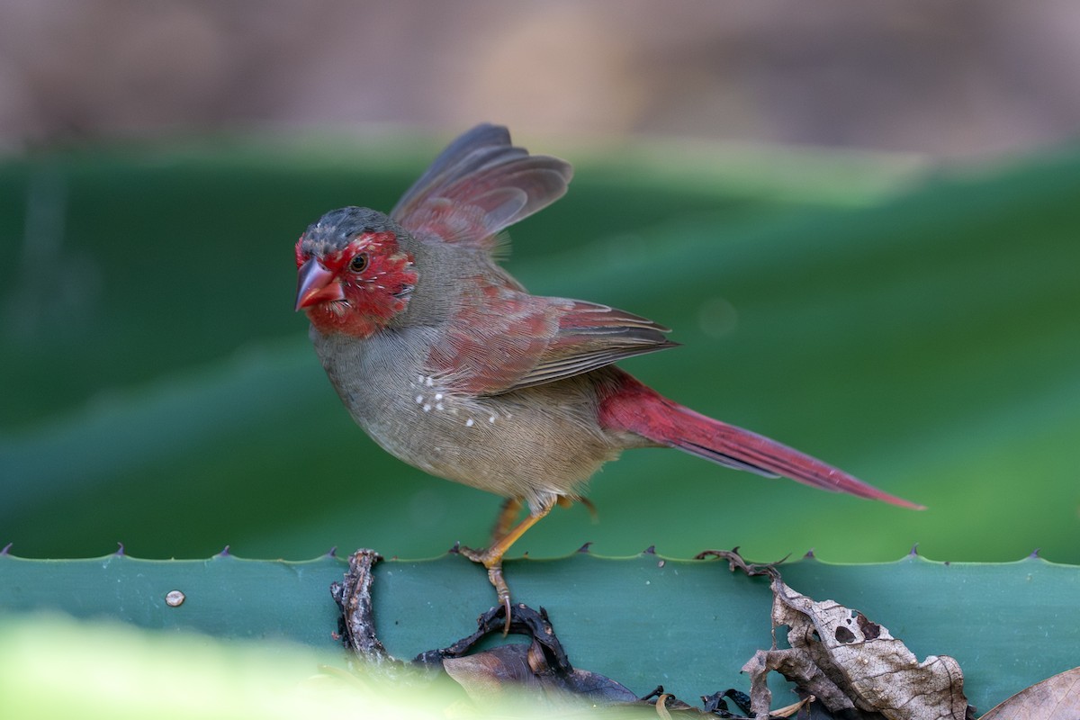 Crimson Finch - ML638581092