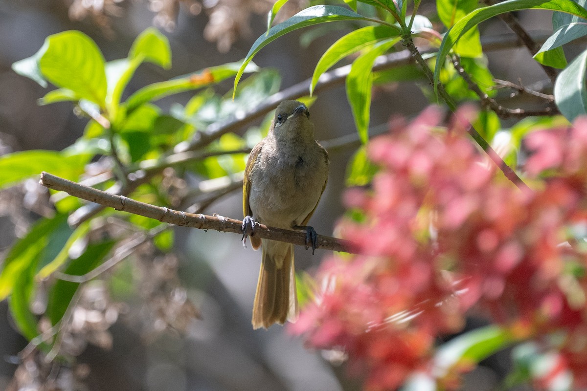 Brown Honeyeater - ML638581099