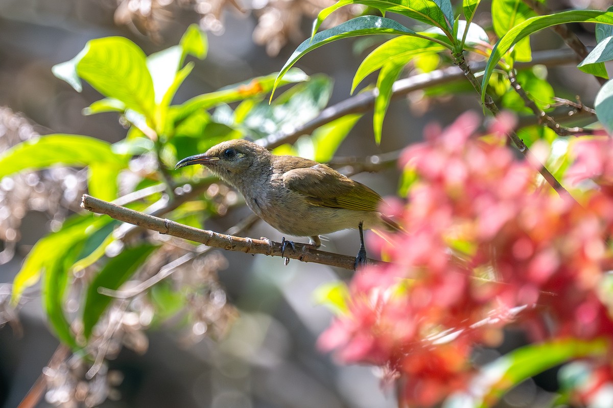 Brown Honeyeater - ML638581102