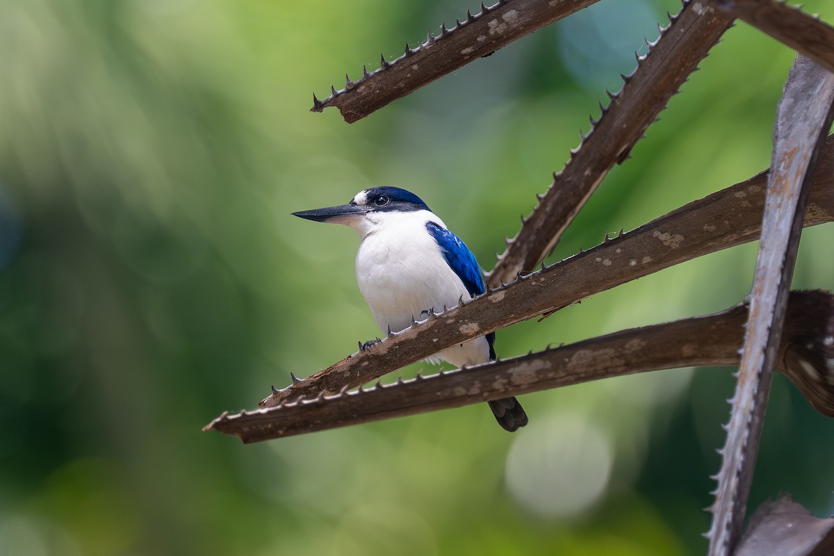 Forest Kingfisher - ML638581111