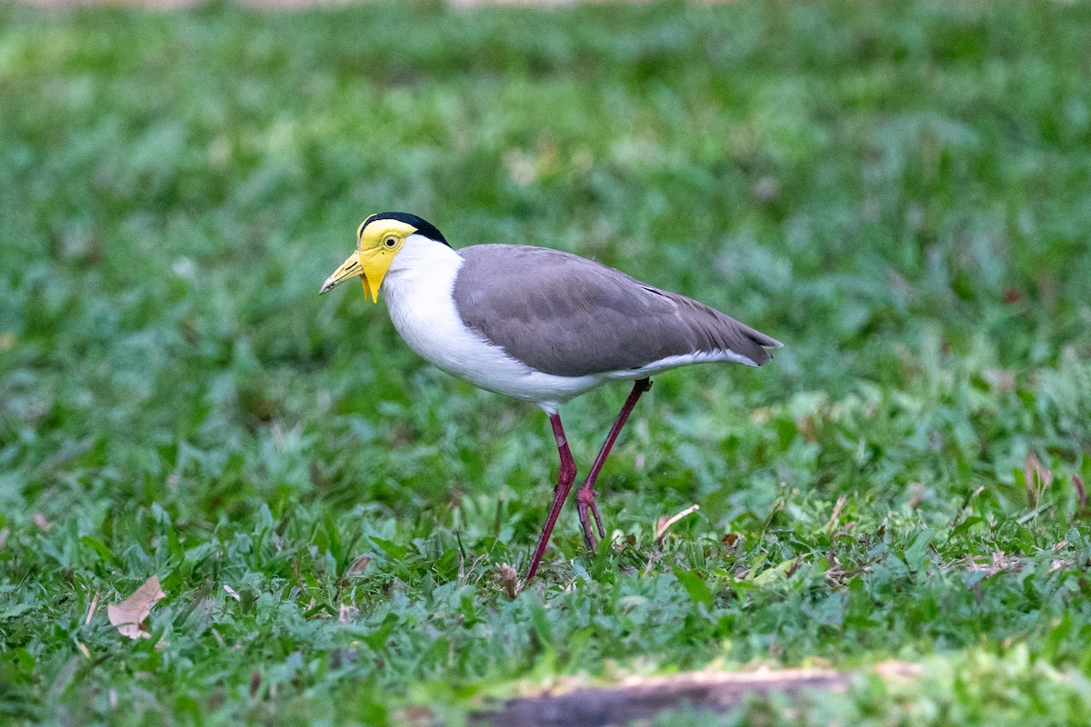 Masked Lapwing (Masked) - ML638581151