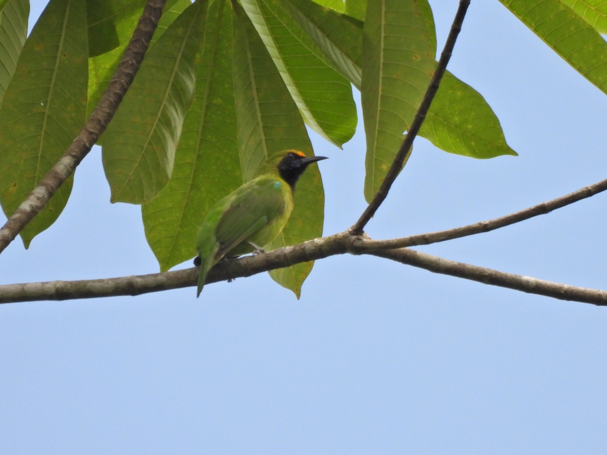 Golden-fronted Leafbird - ML638581226