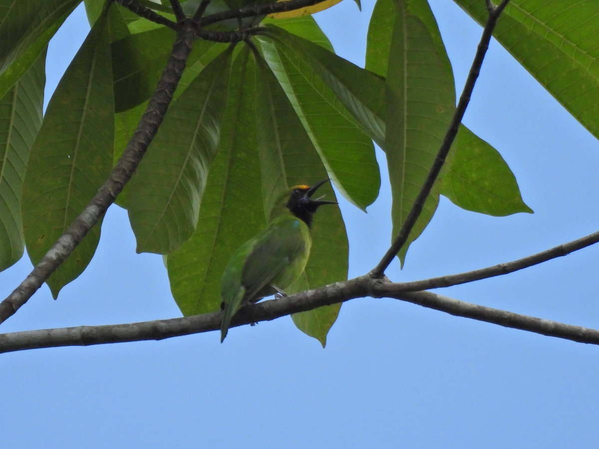 Golden-fronted Leafbird - ML638581227