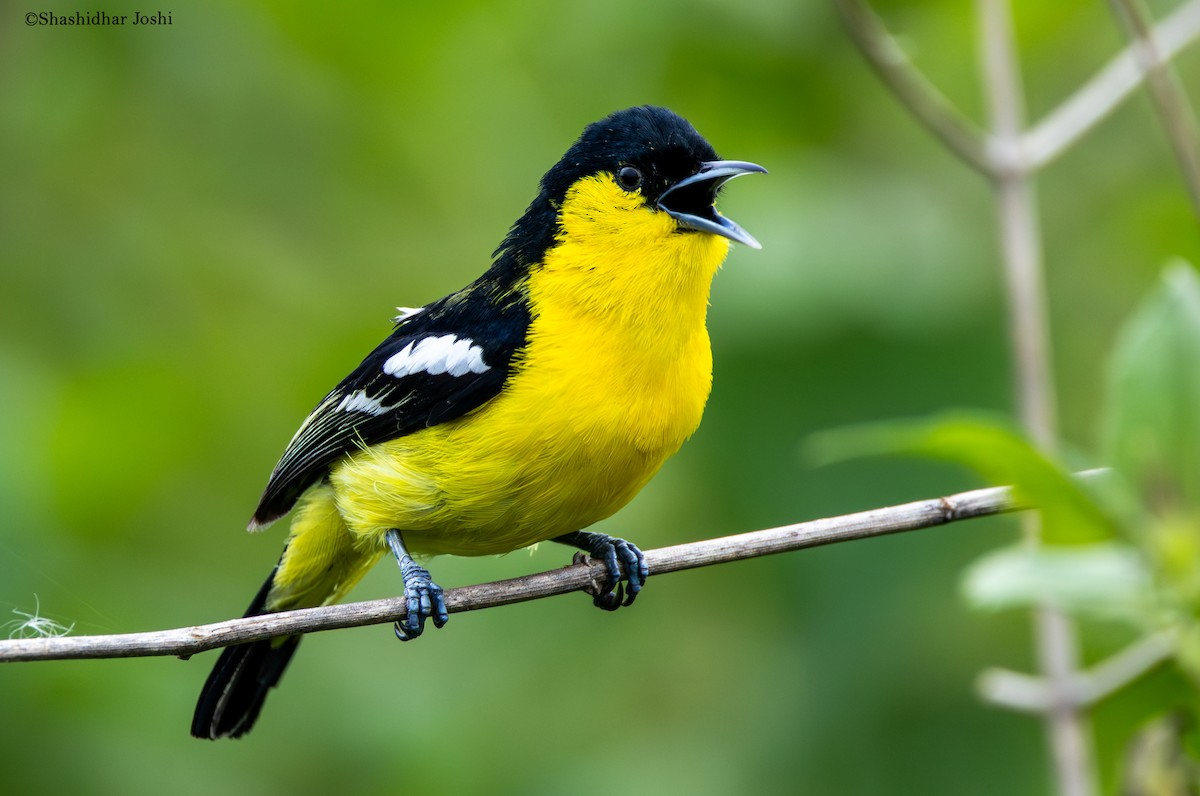 Common Iora - ML638581245