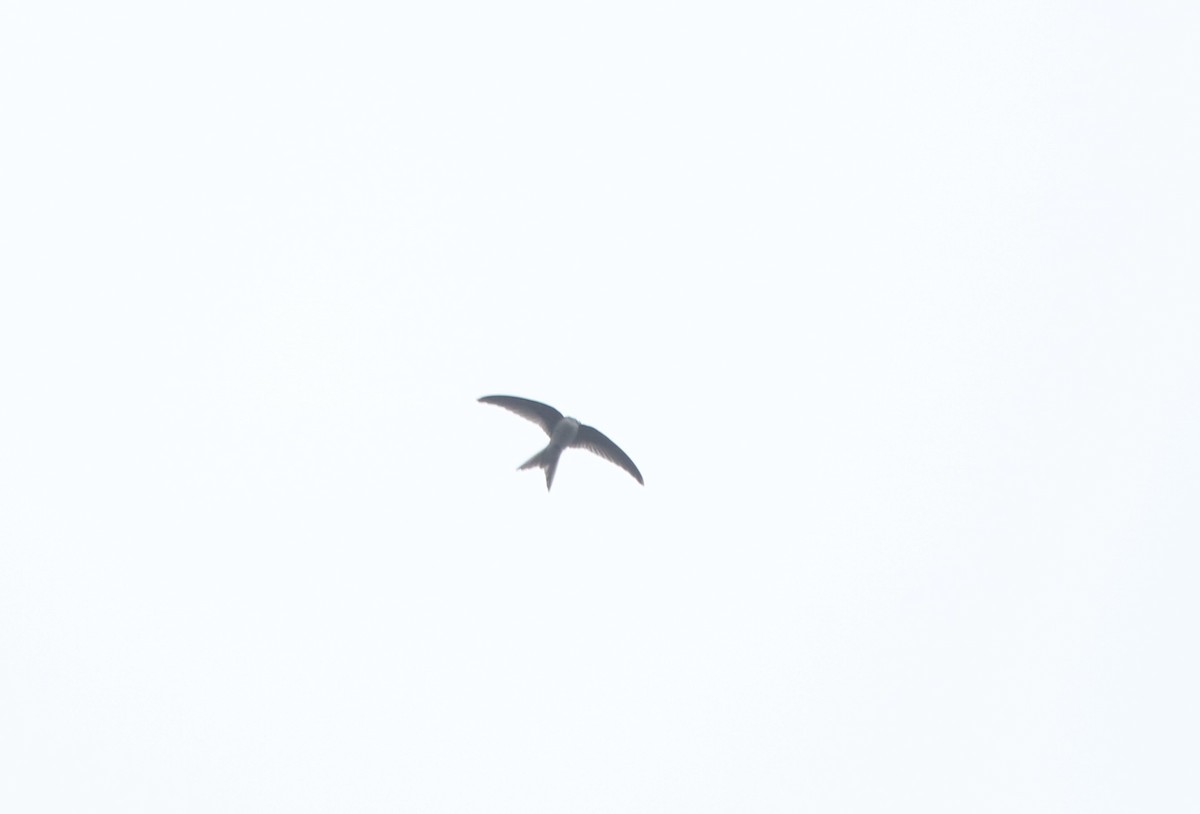 Asian Palm Swift - ML638581249