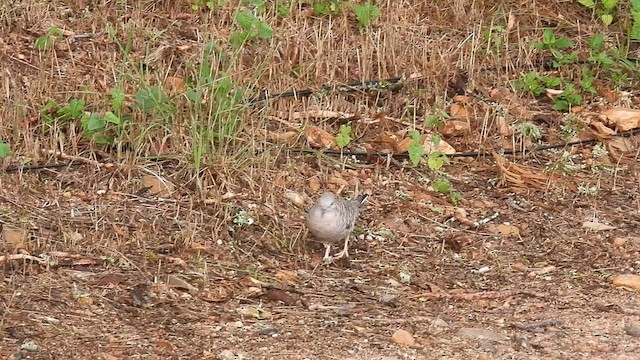 Inca Dove - ML638581261