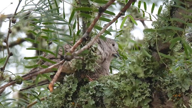 Inca Dove - ML638581314