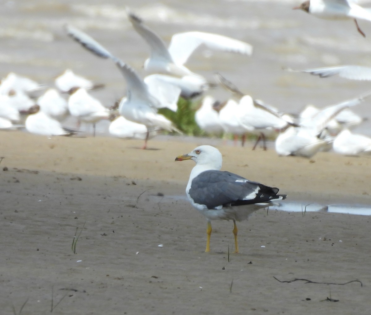 Lesser Black-backed Gull - ML638581352
