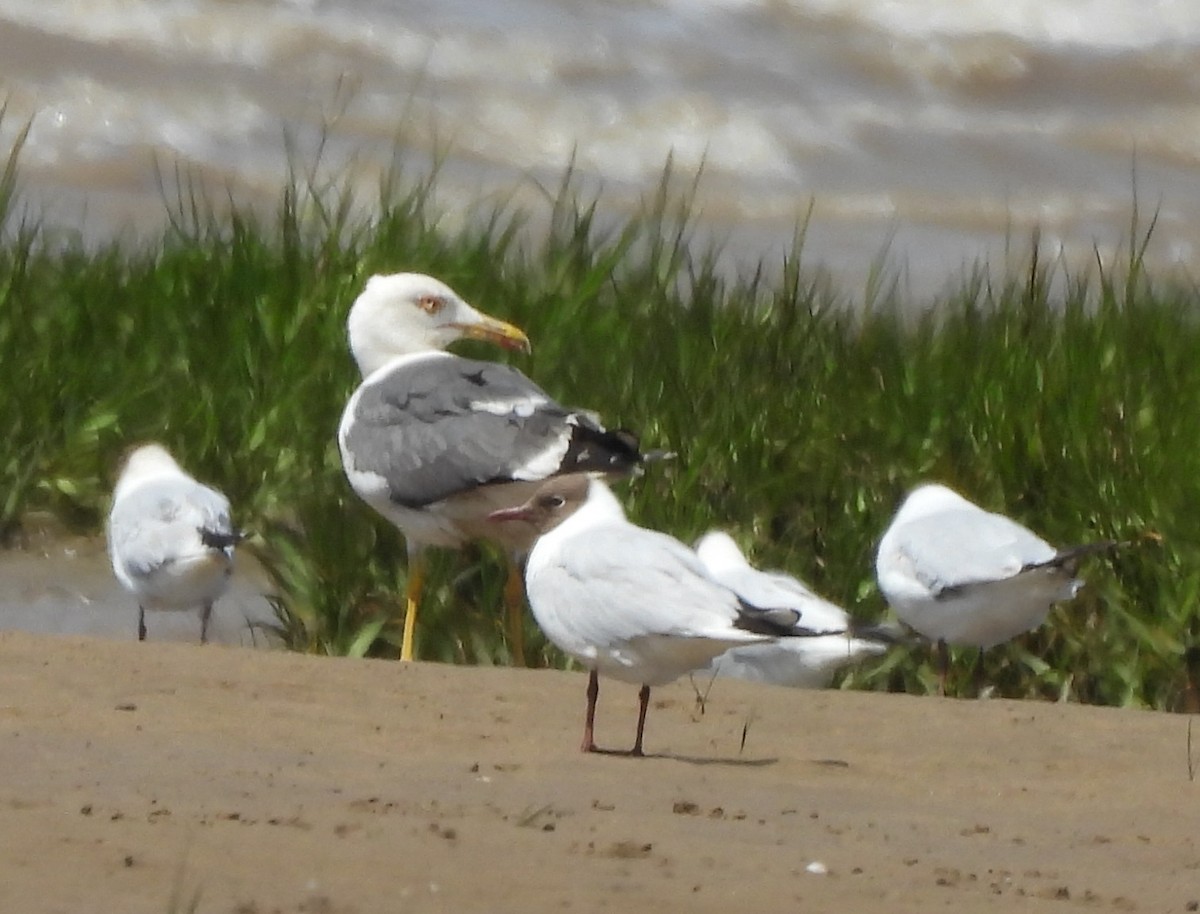 Lesser Black-backed Gull - ML638581364