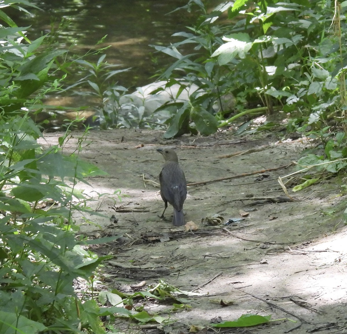 Brown-headed Cowbird - ML638581376