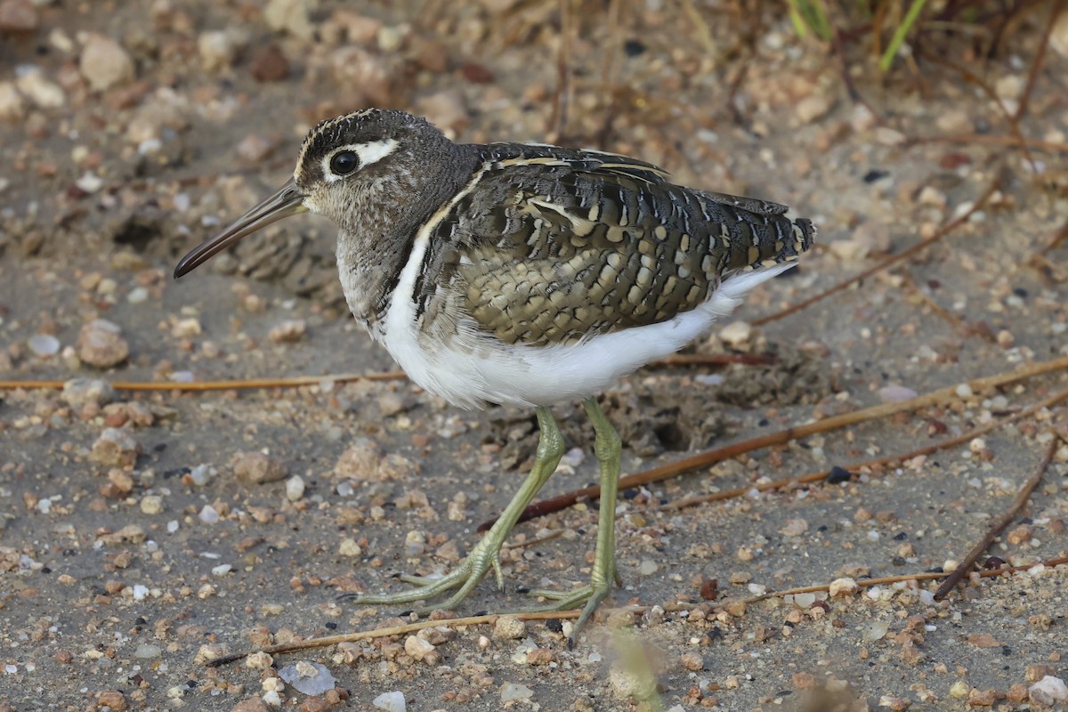 Greater Painted-Snipe - ML638581384