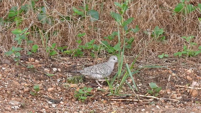 Inca Dove - ML638581423