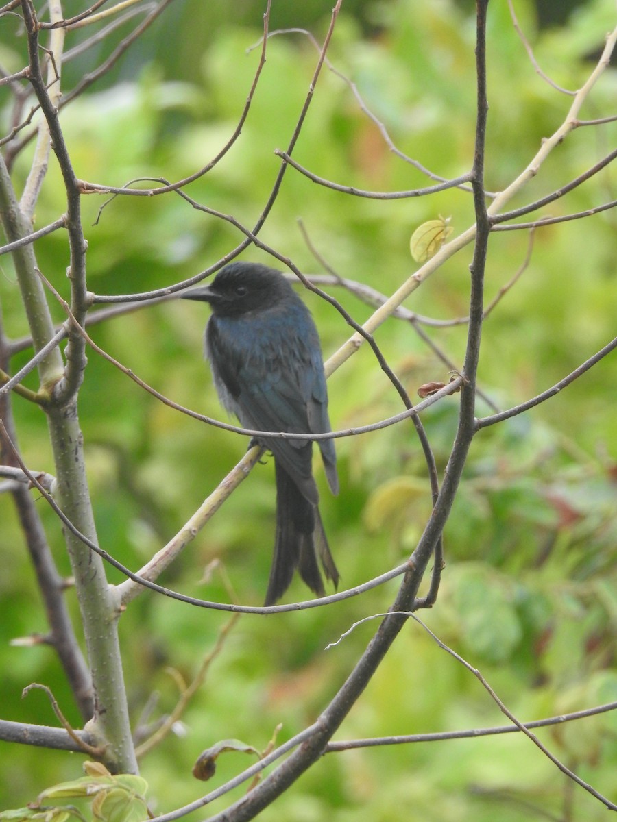 Sri Lanka Drongo - ML638581480