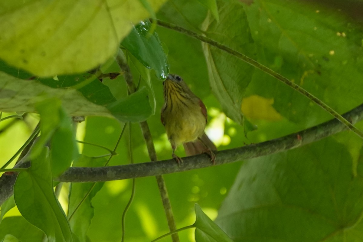 Pin-striped Tit-Babbler - ML638581491