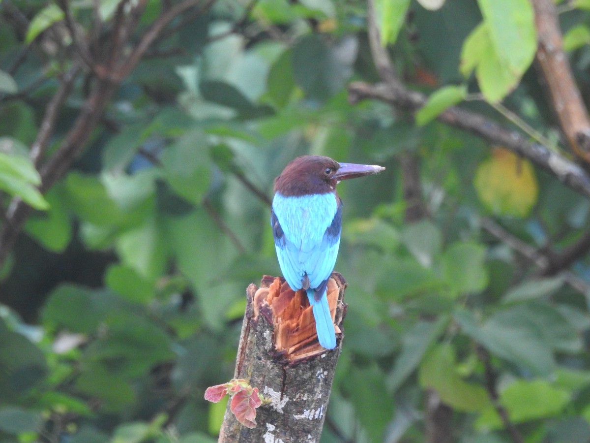 White-throated Kingfisher - ML638581497