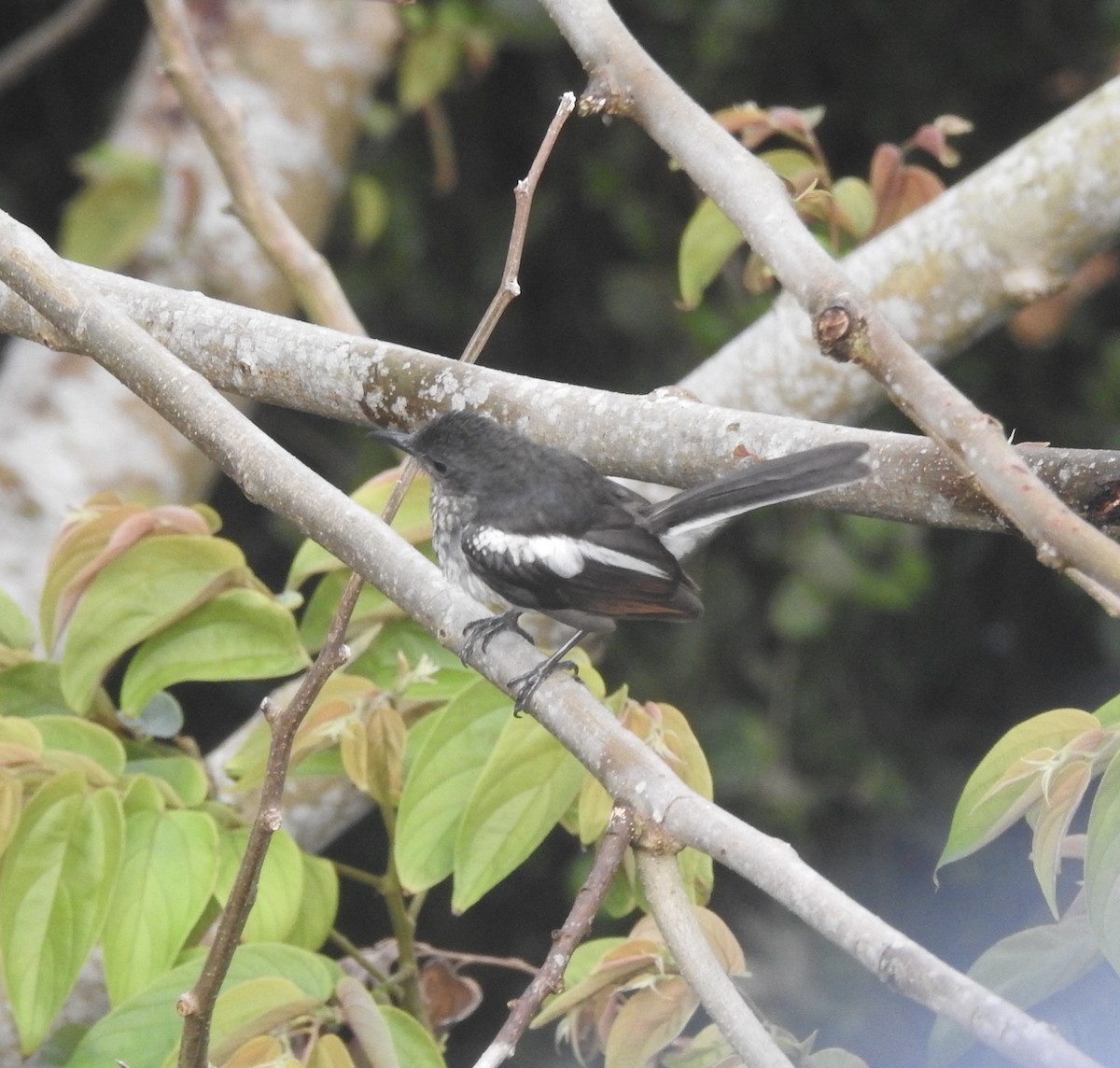 Oriental Magpie-Robin - ML638581507