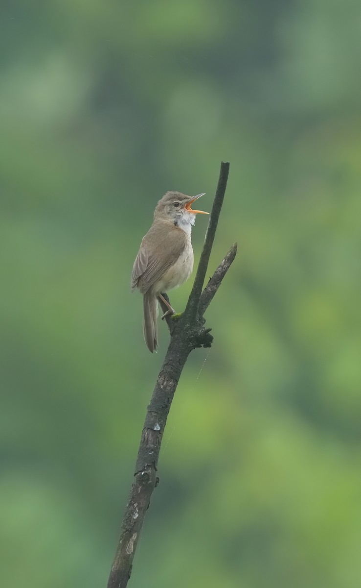Blunt-winged Warbler - ML638581515