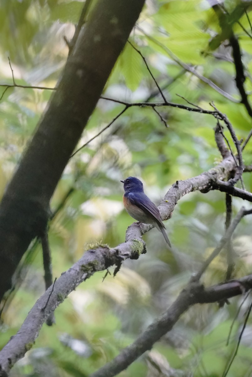 Chinese Blue Flycatcher - ML638581539