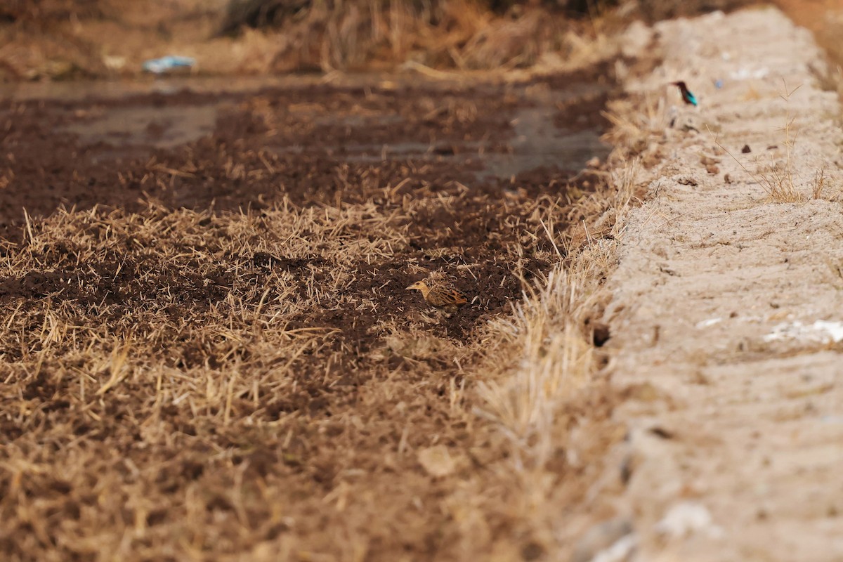 Watercock - ML638581540