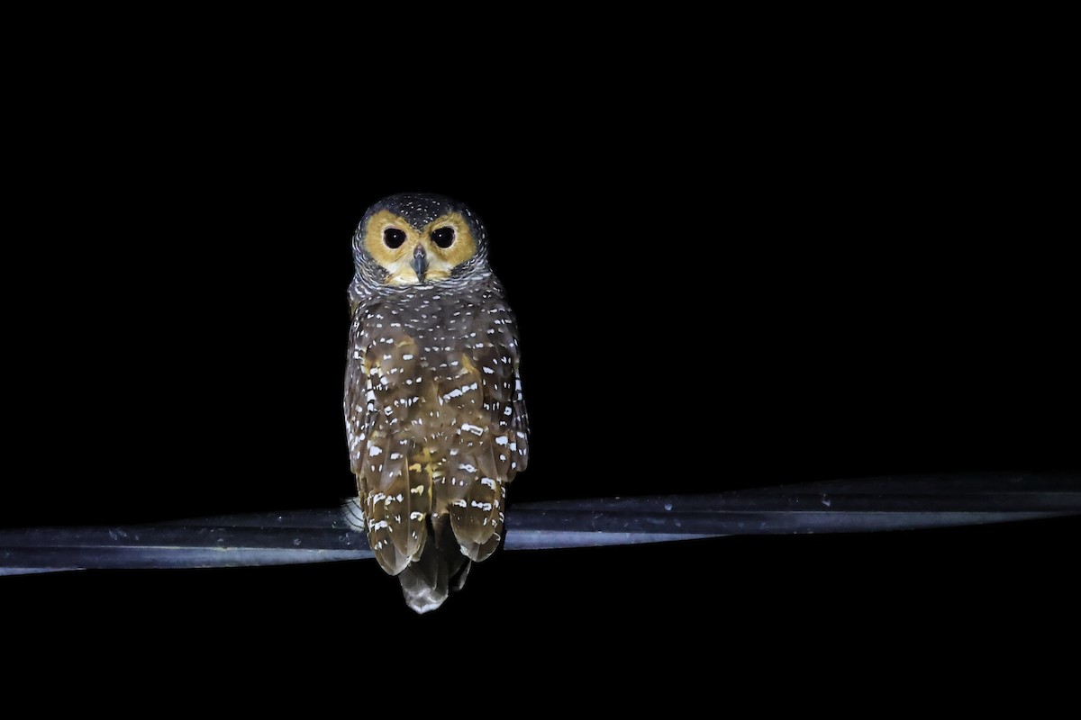 Spotted Wood-Owl - ML638581595