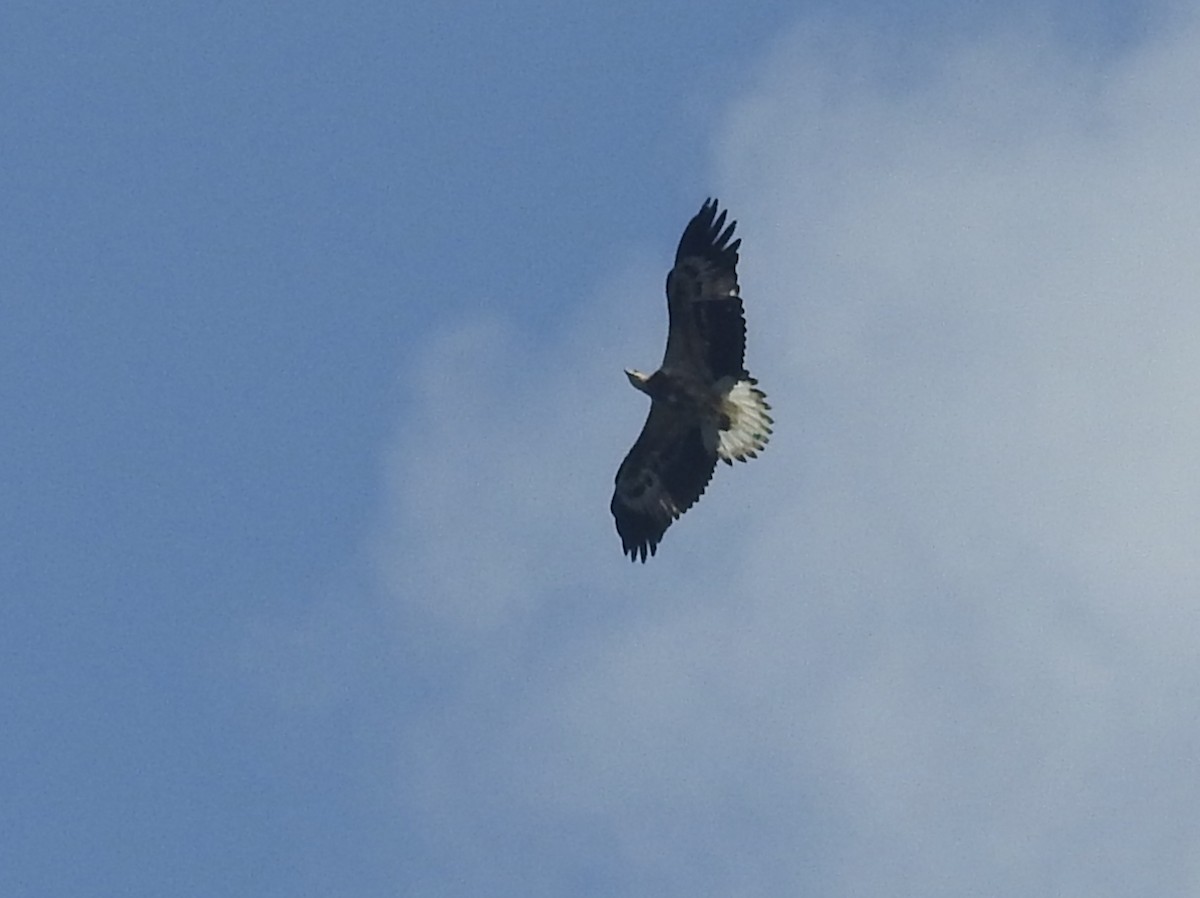 White-bellied Sea-Eagle - ML638581605
