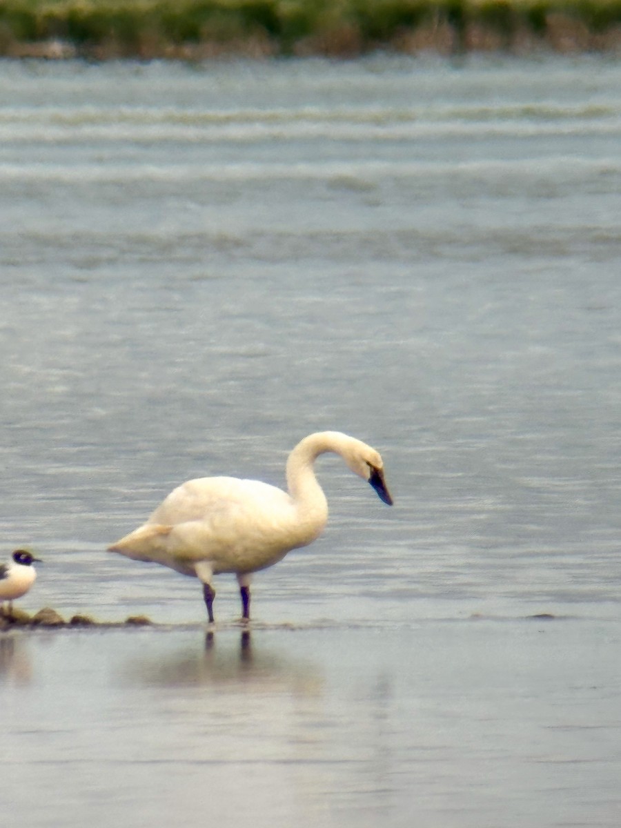 Tundra Swan - ML638581624