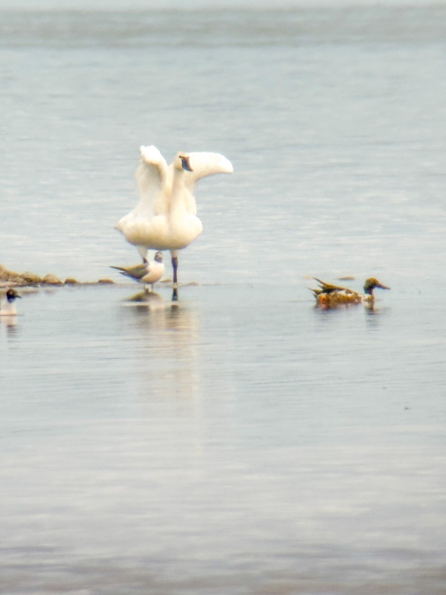 Tundra Swan - ML638581625