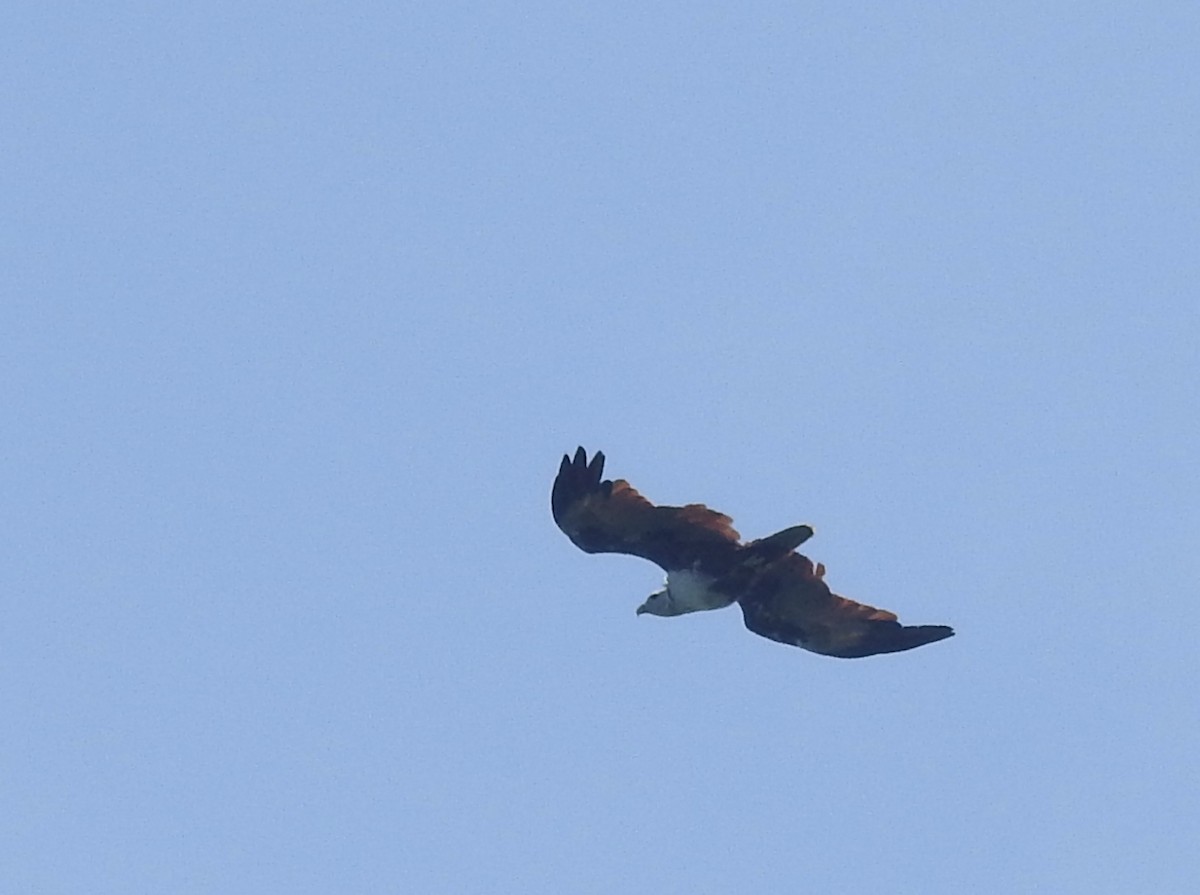 Brahminy Kite - ML638581632