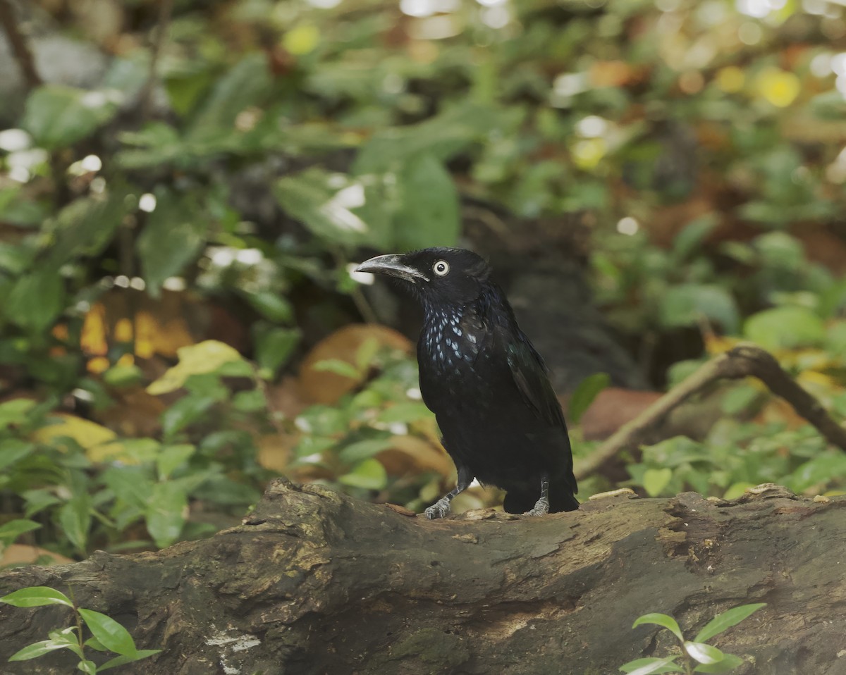 Hair-crested Drongo (Javan) - ML638581654