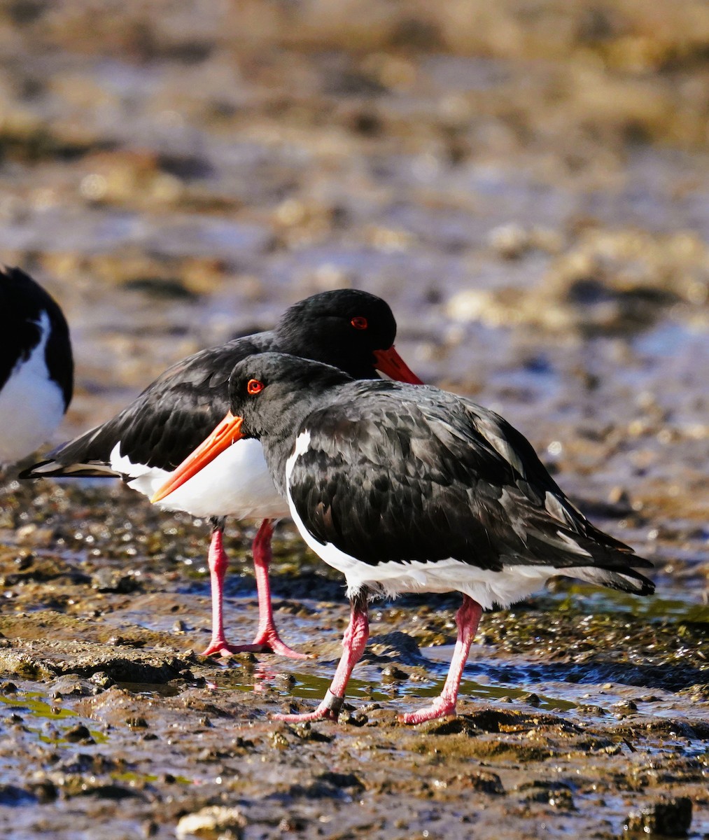 Pied Oystercatcher - ML638581661