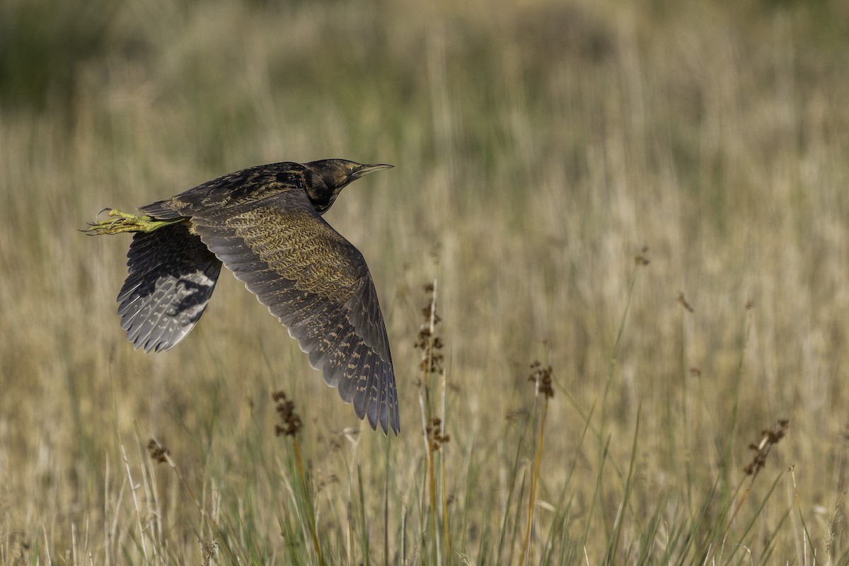 Australasian Bittern - ML638581667