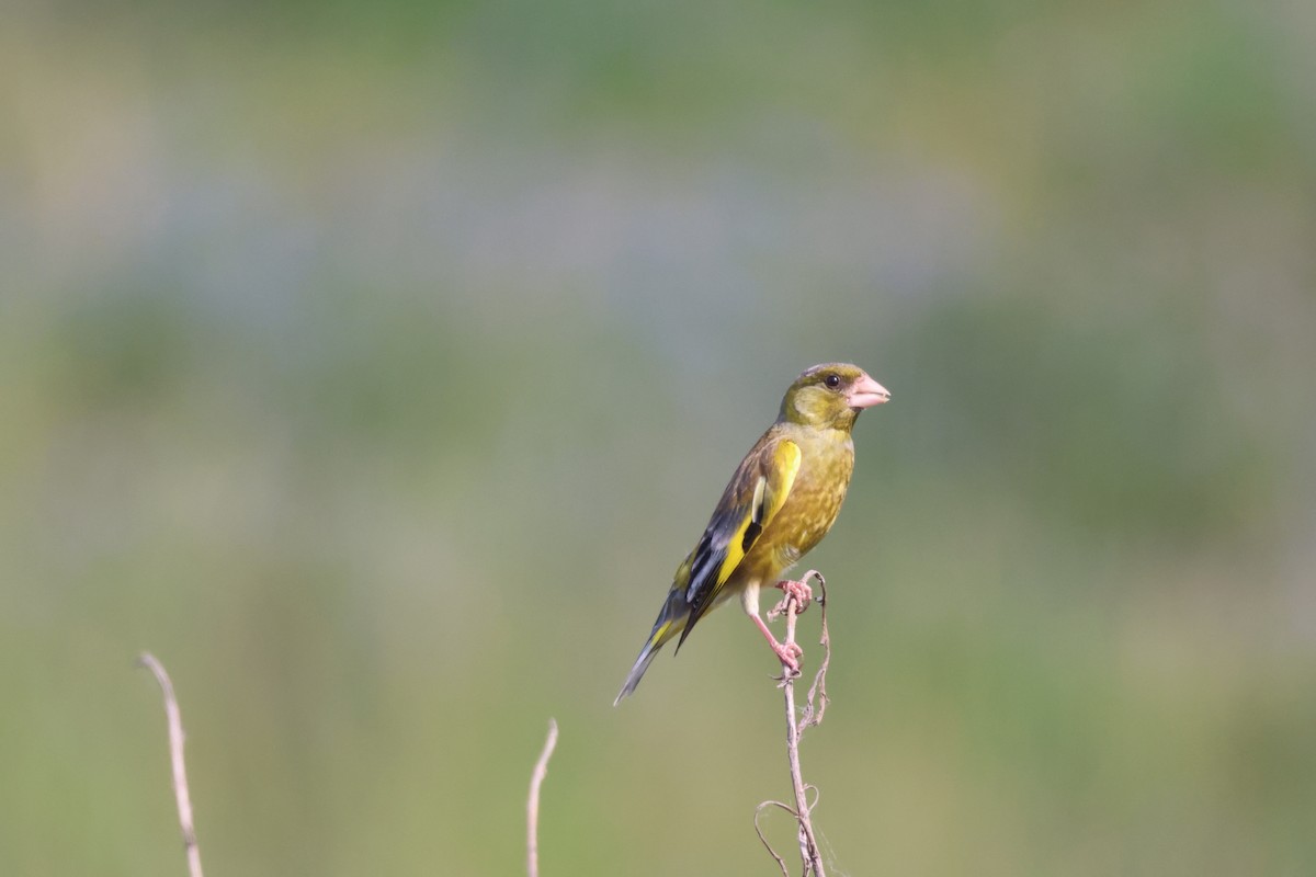 Oriental Greenfinch - ML638581679