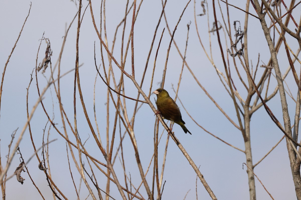 Oriental Greenfinch - ML638581680