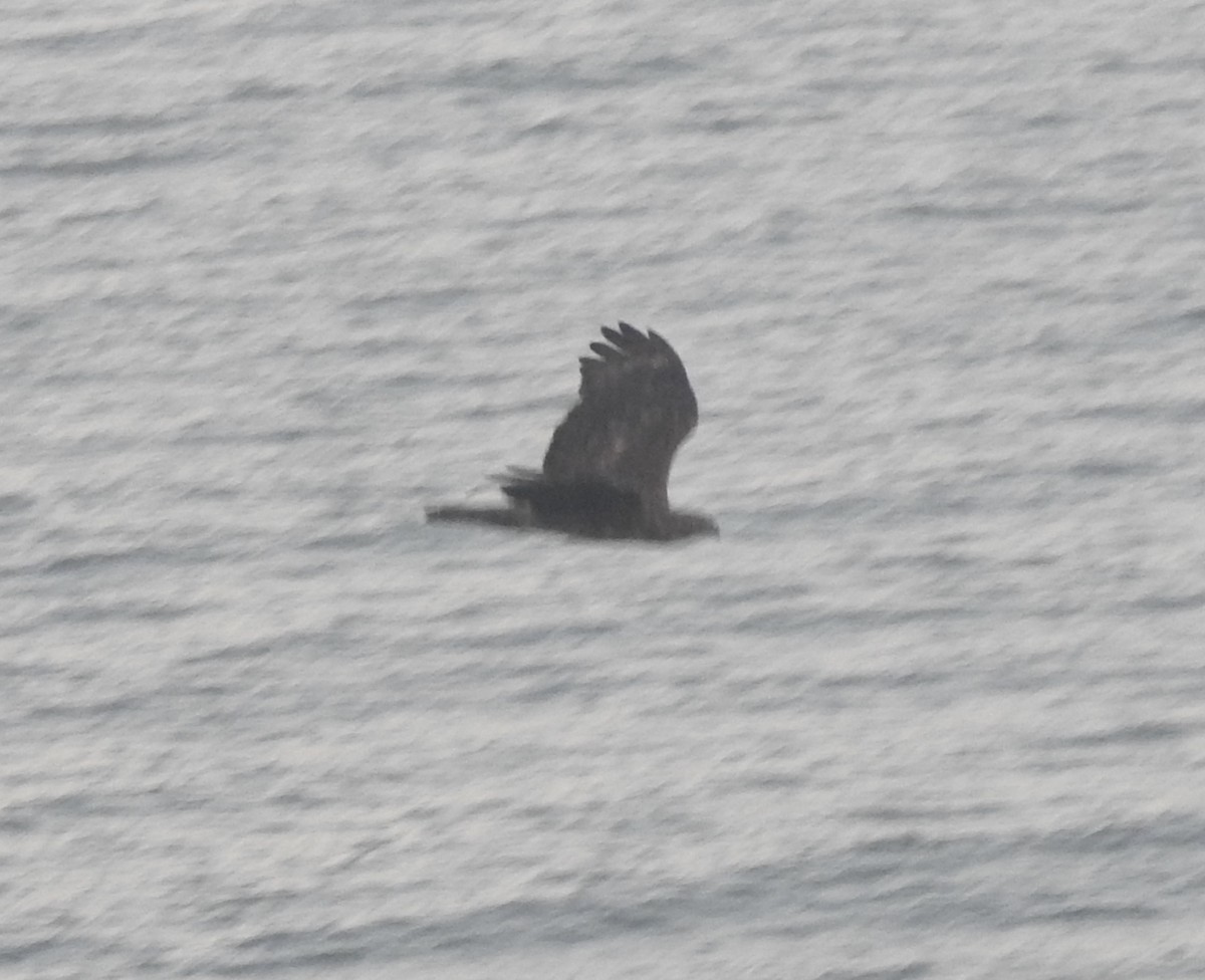 Black Eagle - ML638581681