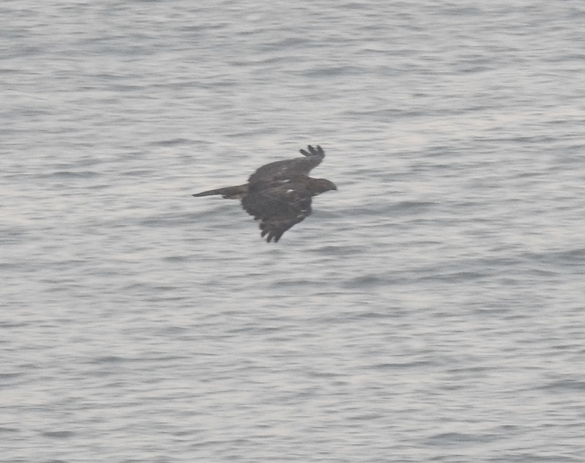 Black Eagle - ML638581682