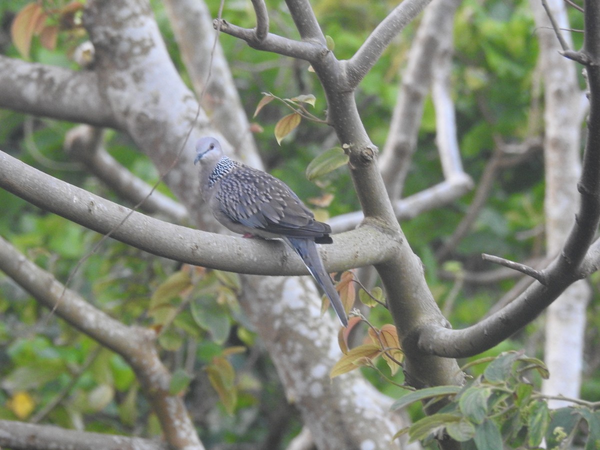 Spotted Dove - ML638581710