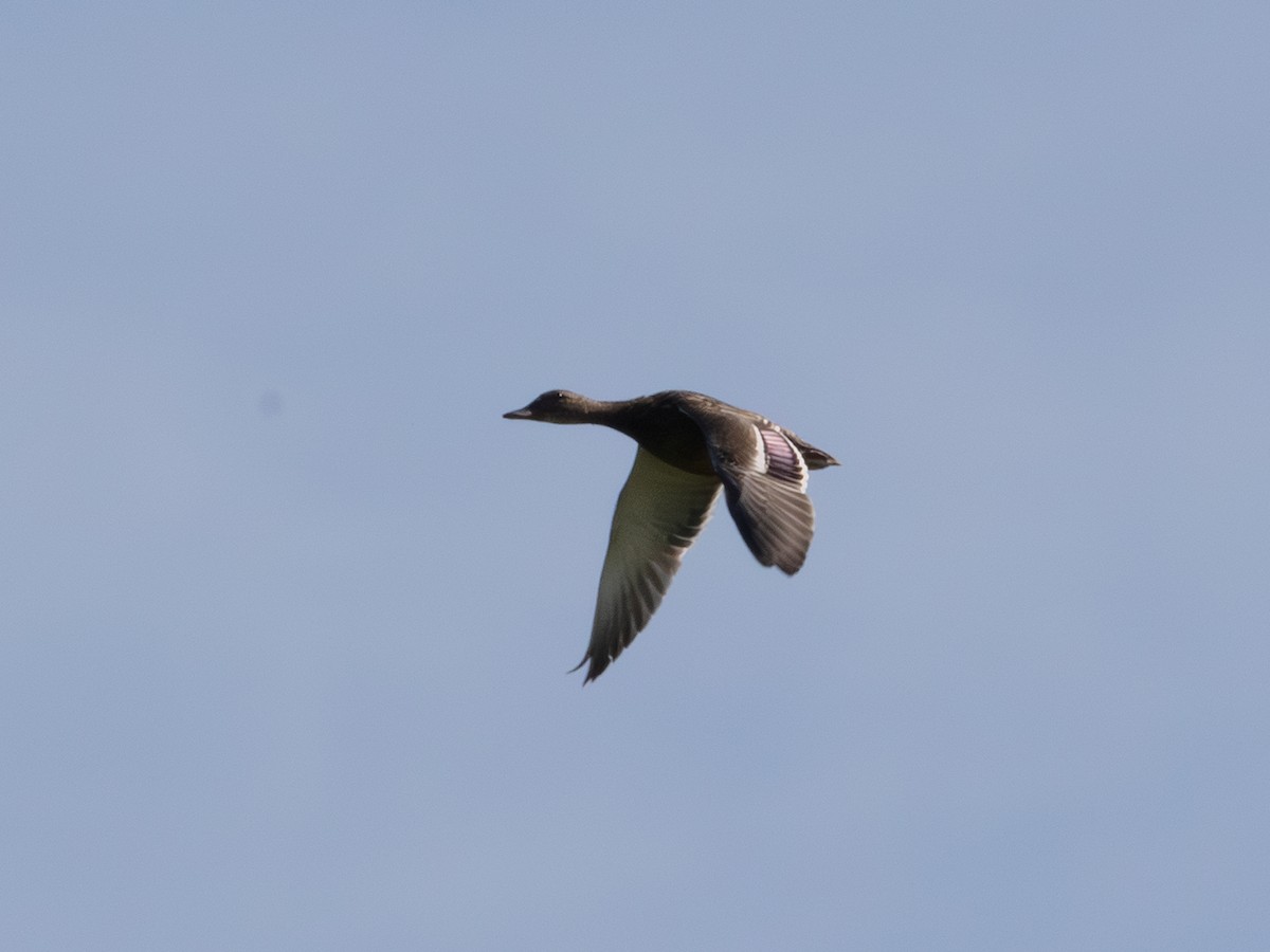 Canard colvert ou C. noir - ML638581764