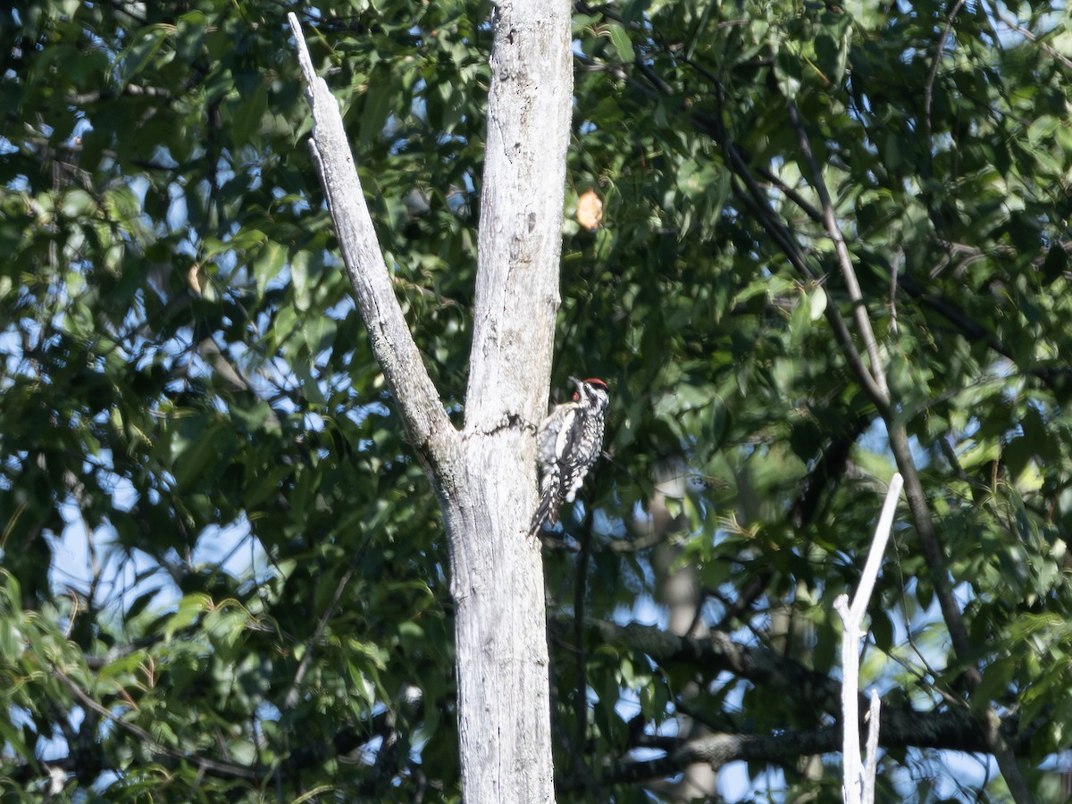 Yellow-bellied Sapsucker - ML638581836