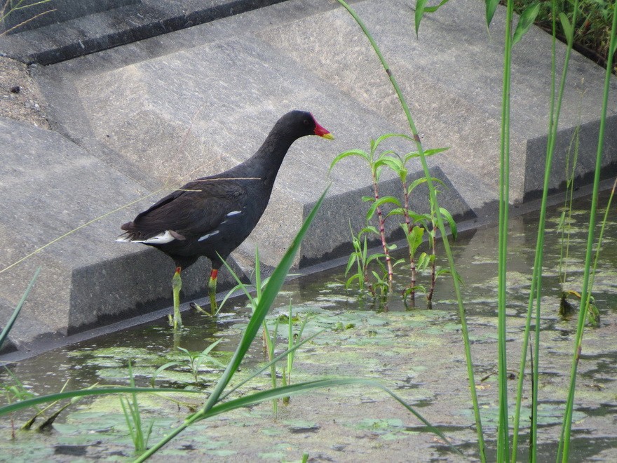 Uroilo arrunta - ML638581901
