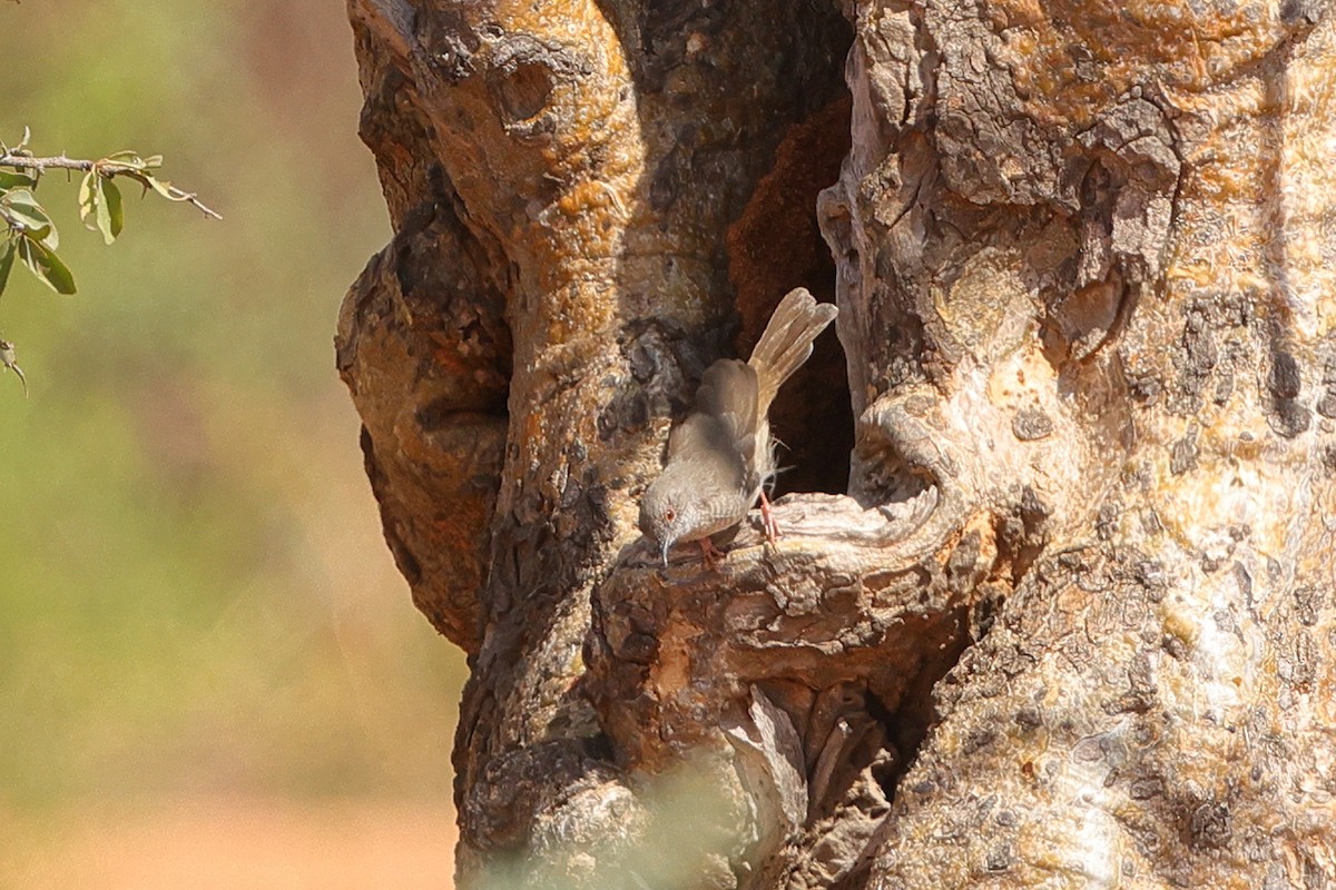 Miombo Wren-Warbler - ML638581908