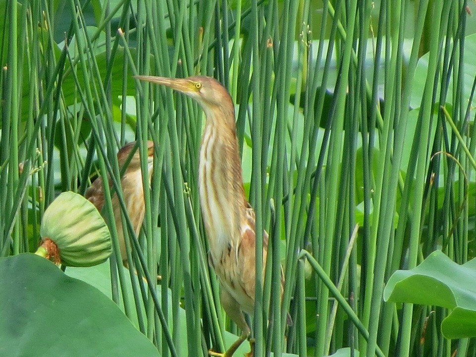 Yellow Bittern - ML638581917