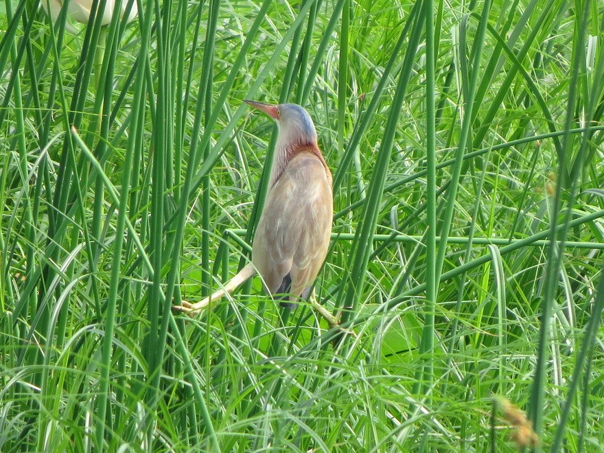 Yellow Bittern - ML638581947