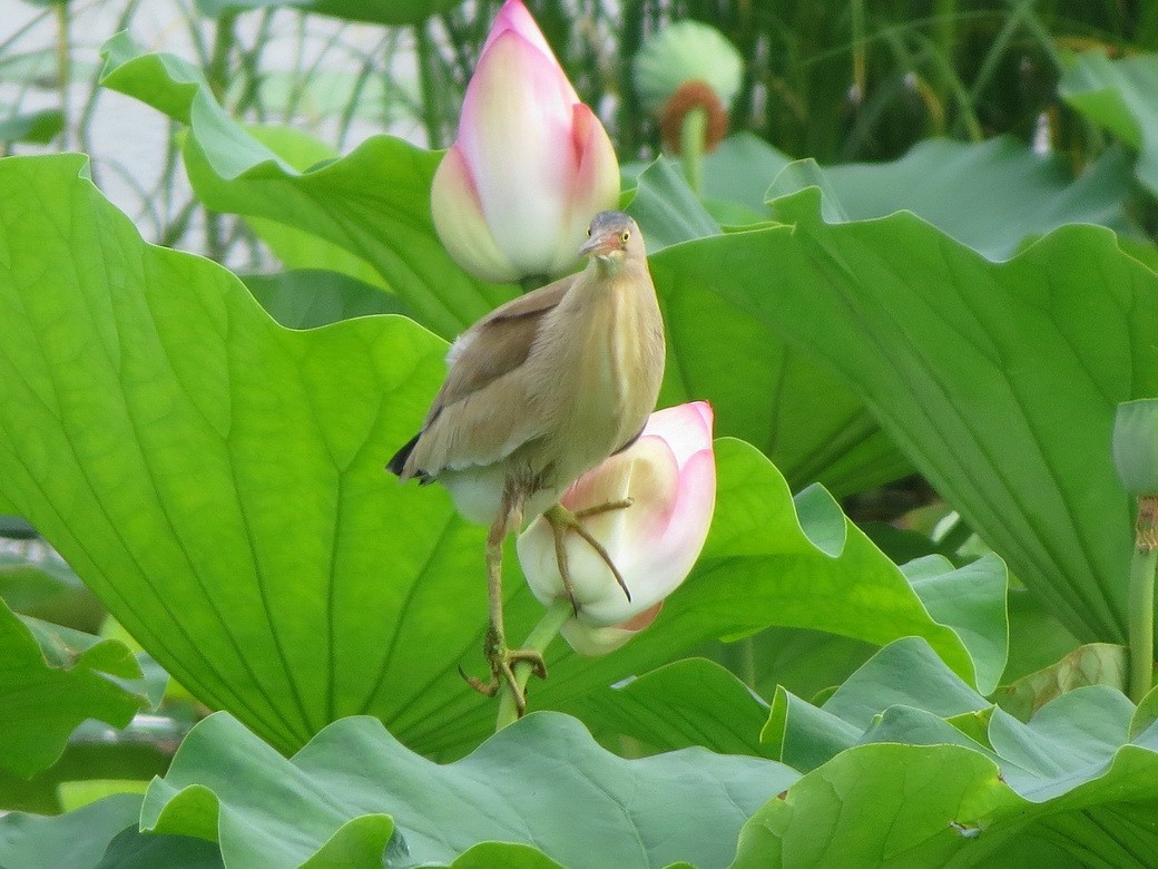 Yellow Bittern - ML638581965