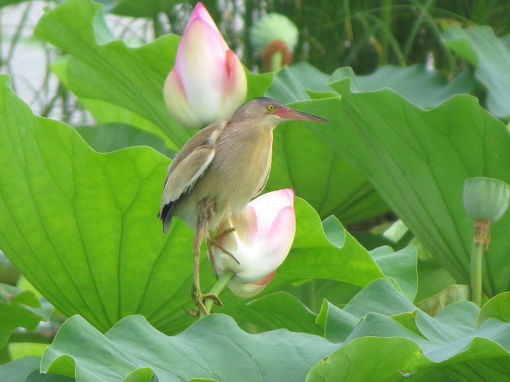 Yellow Bittern - ML638581971