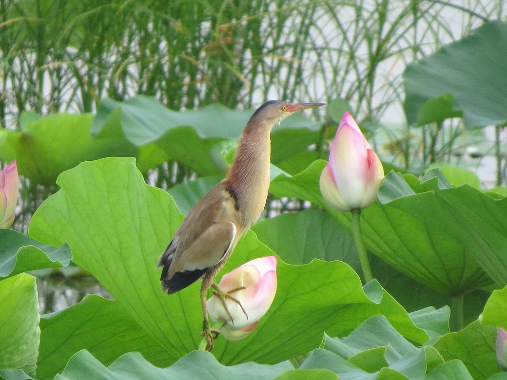 Yellow Bittern - ML638581975