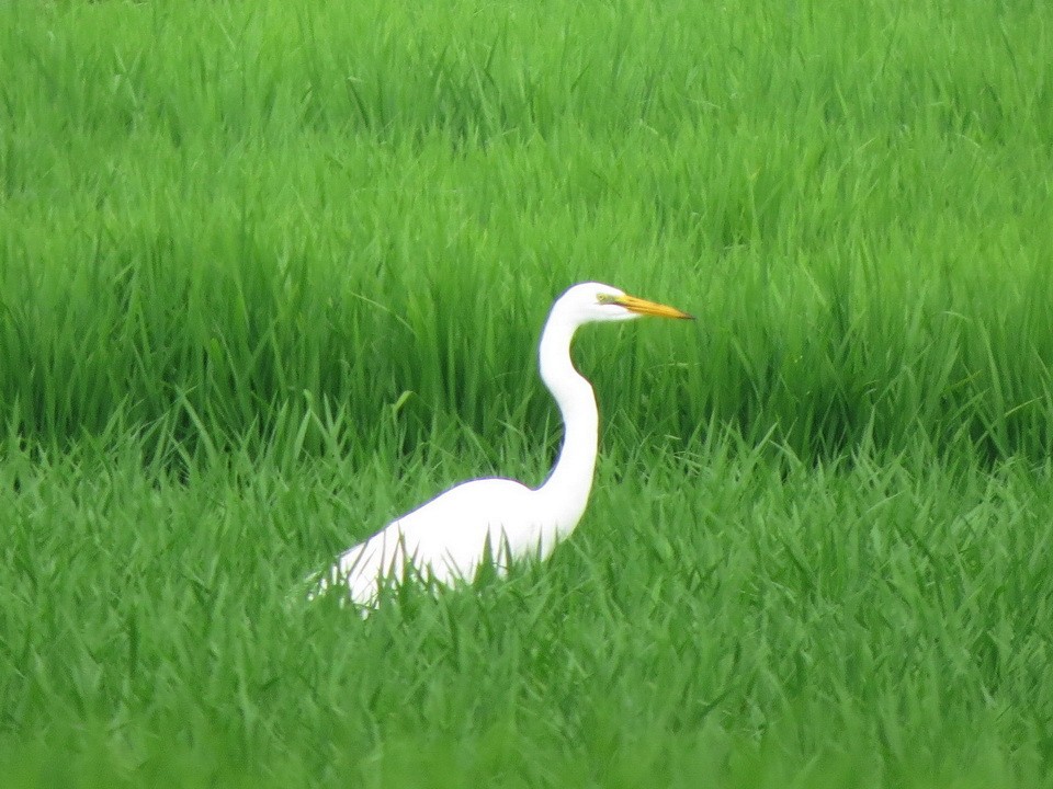 Medium Egret - ML638581977